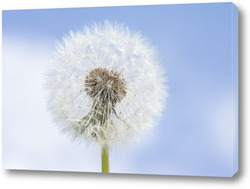   Постер Dandelion seed pod in a beautiful background