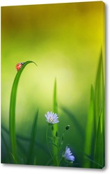   красивая маленькая божья коровка ползет по весеннему лугу с нежными белыми цветами и сочной зеленой травой