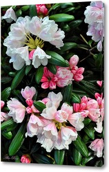   Постер  Рододендрон в цвету