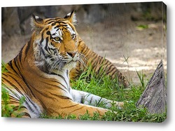  Тигры 28072