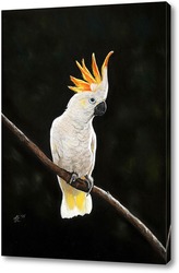  Картина Попугай Какаду