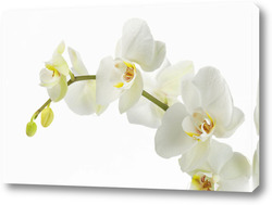  Постер "Дикая Орхидея".
