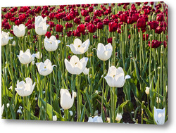    Контрастные красные и белые тюльпаны