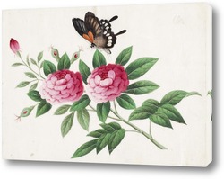   Постер Бабочка и пионы