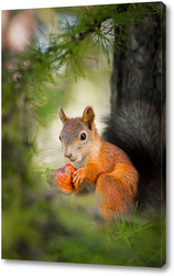    Red Squirrel climbing up in a tree.