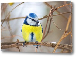  Goldfinch, Carduelis carduelis, perched on wooden perch with blurred natural background