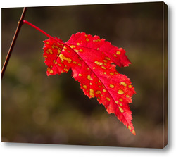    Осенний лист клёна на ветви