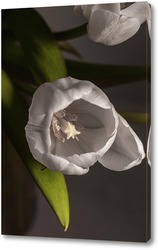  тюльпан на белом фоне