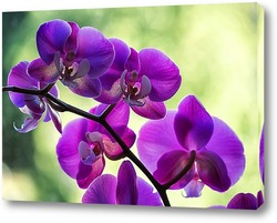  Орхидея доритинопсис 