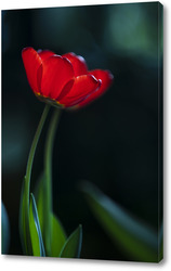   Постер Два тюльпана