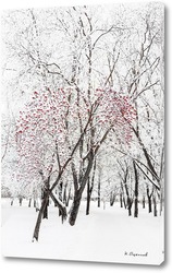  Деревья рябины на фоне первого снега 2.