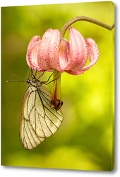    Бабочка на цветке