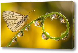    Бабочка на стебле с капельками