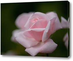  Белая роза на закате дня