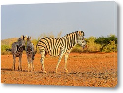  Зебра с детенышем в дикой природе