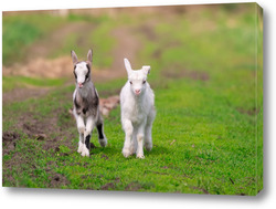   Постер White goat in the garden eats young succulent grass, breeding goats	