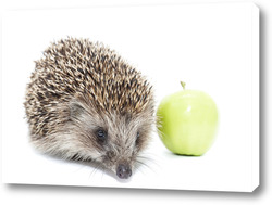  hedgehog on the grass.