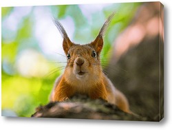  Red squirrel sitting on a tree branch in winter forest and nibbling seeds on snow covered trees background.