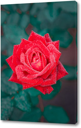  Pink roses in the garden. Floral summer background