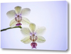  Орхидея одонтоглоссум Пегги Рут Карпентер