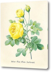    Жёлтая роза