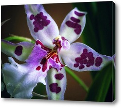    Орхидея одонтоглоссум Пегги Рут Карпентер