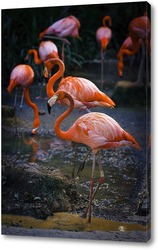   Постер Фламинго на водопое