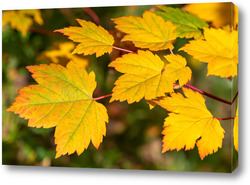    Осенний кленовый лист