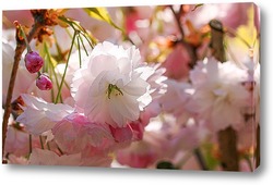  Японская весна