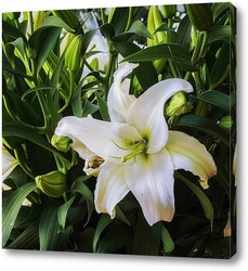  Постер Белая лилия
