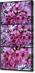    Цветы розовой сакуры