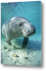   Постер Manatee007