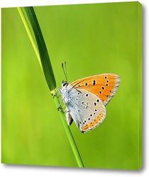    Червонец непарный (Lycaena dispar)