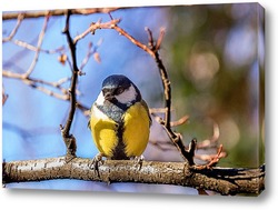  A blue tit (Cyanistes caeruleus) perched.