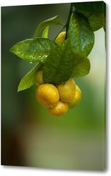  Васильки и лимоны
