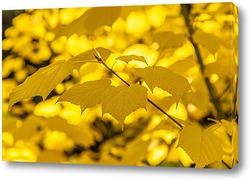   Постер Ветвь клёна с яркими, красочными, жёлтыми листьями