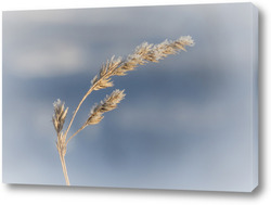   Постер Колос травы со свежим инеем