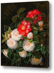    Красные и белые камелии