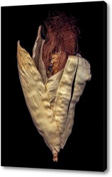  Анатомия тыквы