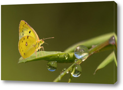   Постер Бабочка на листике с росой