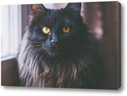    Портрет черной кошки 