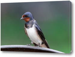   Постер Village swallow on the fence