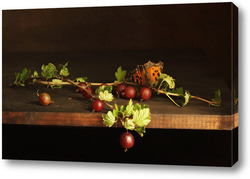    Ветка крыжовника