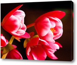  Орхидея розовая