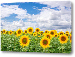    Sunflower field landscape