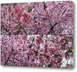   Постер Ветки цветущей сакуры