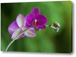    орхидеи  