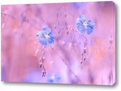    Цветущий лён голубой на розовом фоне. Голубые цветы полевые