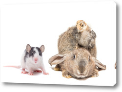  animals on isolated white background