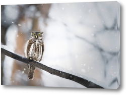    Owl in winter forest on stump. Pygmy small bird via snowfall. Small owl in natural habitat. Glaucidium passerinum